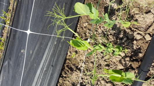 Click for 12 image(s) for this accession.