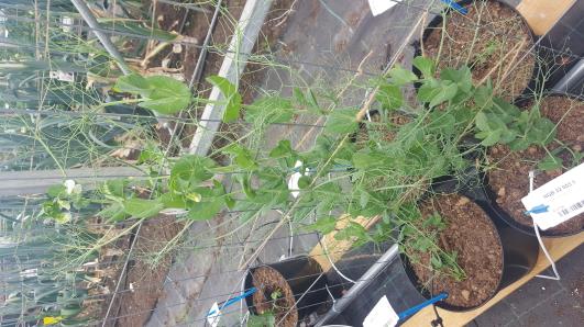 Click for 3 image(s) for this accession.