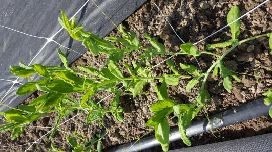 Click for 13 image(s) for this accession.