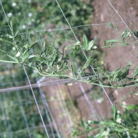 Click for 13 image(s) for this accession. Image