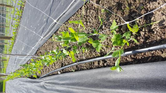 Click for 9 image(s) for this accession.