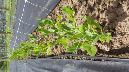 Click for 13 image(s) for this accession.