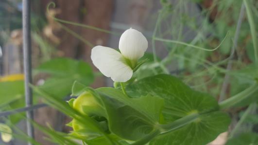 Click for 4 image(s) for this accession.