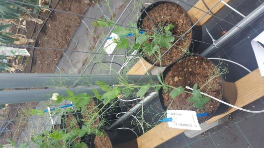 Click for 4 image(s) for this accession.