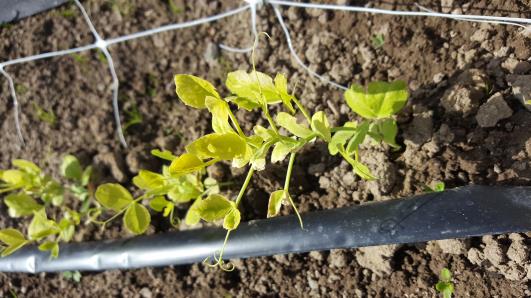 Click for 10 image(s) for this accession.