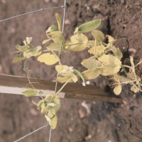 Click for 14 image(s) for this accession. Image