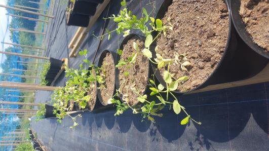 Click for 5 image(s) for this accession.