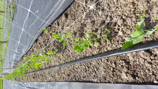 Click for 10 image(s) for this accession.