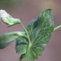 Click for 13 image(s) for this accession. Image