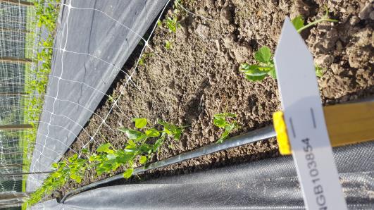 Click for 11 image(s) for this accession.