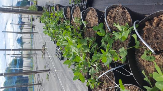 Click for 12 image(s) for this accession.