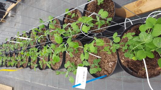 Click for 12 image(s) for this accession.