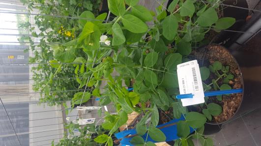 Click for 11 image(s) for this accession.