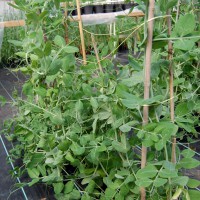 Click for 6 image(s) for this accession. Image