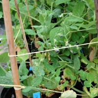 Click for 16 image(s) for this accession. Image