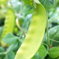 Click for 28 image(s) for this accession. Image