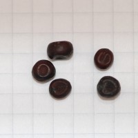 Click for 2 image(s) for this accession. Image