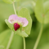 Click for 14 image(s) for this accession. Image