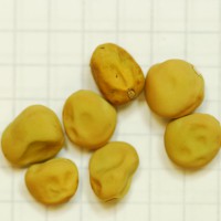 Click for 6 image(s) for this accession. Image