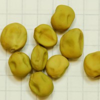 Click for 7 image(s) for this accession. Image