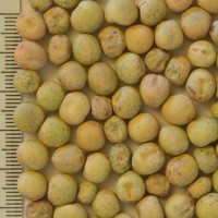 Click for 2 image(s) for this accession. Image