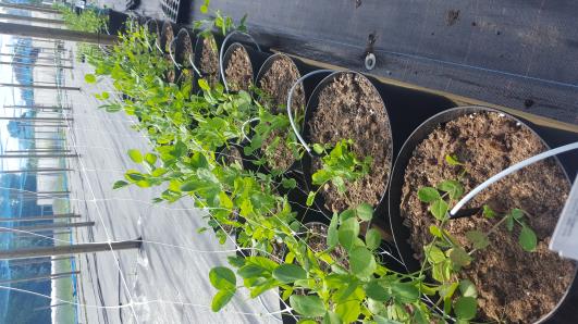 Click for 10 image(s) for this accession.