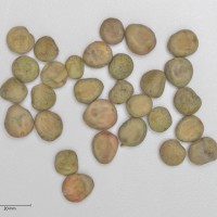 Click for 1 image(s) for this accession. Image