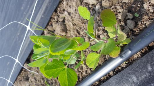 Click for 11 image(s) for this accession.