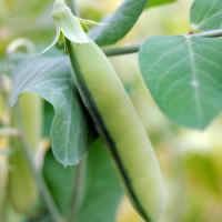 Click for 2 image(s) for this accession. Image