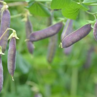 Click for 8 image(s) for this accession. Image
