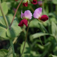 Click for 7 image(s) for this accession. Image