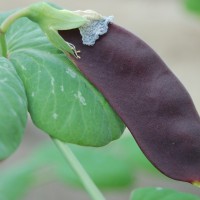 Click for 6 image(s) for this accession. Image