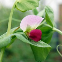 Click for 7 image(s) for this accession. Image