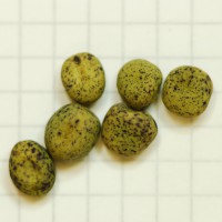 Click for 9 image(s) for this accession. Image