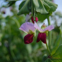 Click for 9 image(s) for this accession. Image
