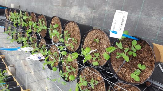 Click for 10 image(s) for this accession.