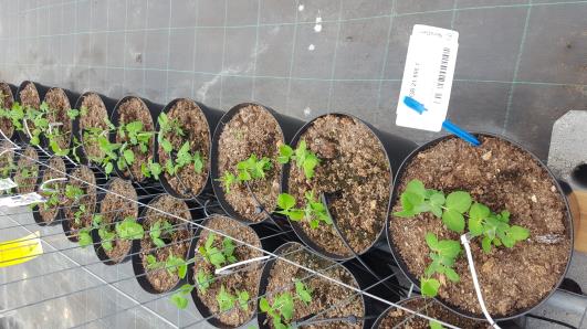 Click for 14 image(s) for this accession.