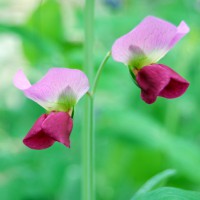 Click for 8 image(s) for this accession. Image