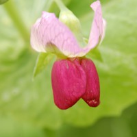 Click for 10 image(s) for this accession. Image