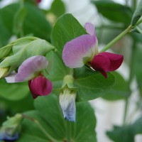 Click for 12 image(s) for this accession. Image