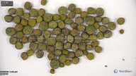 Click for 13 image(s) for this accession. seed