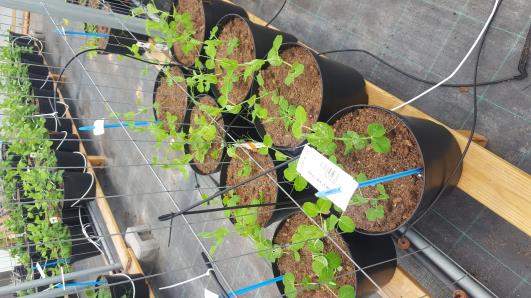 Click for 13 image(s) for this accession.