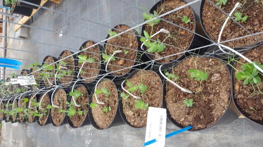 Click for 13 image(s) for this accession.