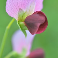 Click for 7 image(s) for this accession. Image