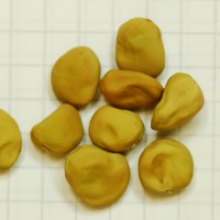 Click for 9 image(s) for this accession. Image