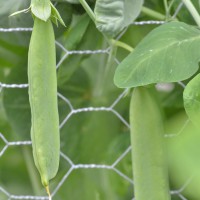 Click for 4 image(s) for this accession. Image