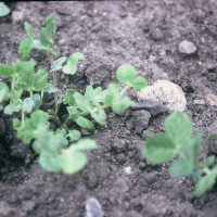 Click for 1 image(s) for this accession. Image