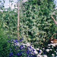 Click for 12 image(s) for this accession. Image