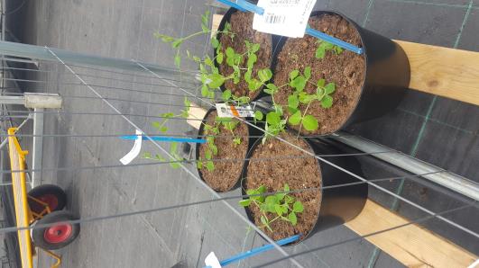 Click for 6 image(s) for this accession.