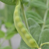 Click for 1 image(s) for this accession. Image